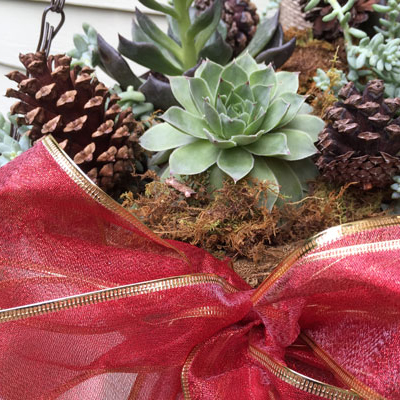 Holiday Succulent Ideas