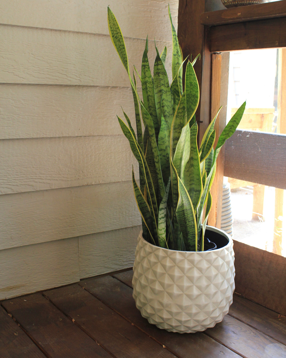 A snake plant potted in a Pineapple planter. A snake plant potted in a Pineapple planter.