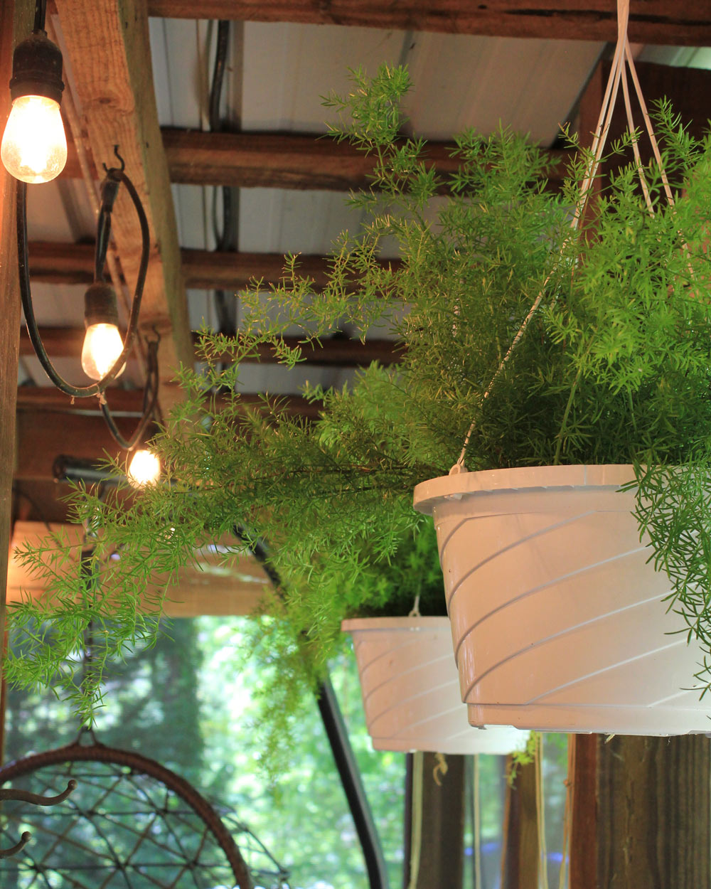 Asparagus ferns in a hanging planter, next to string lights. Asparagus ferns in a hanging planter, next to string lights.