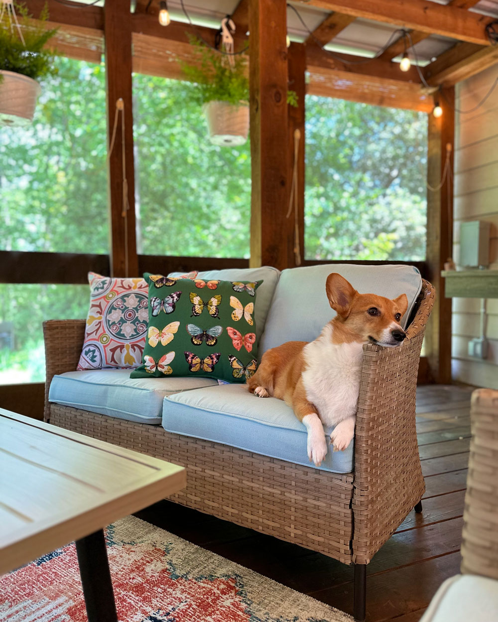 Patio chair with blue cushions, patterned pillows, and a dog. Patio chair with blue cushions, patterned pillows, and a dog.