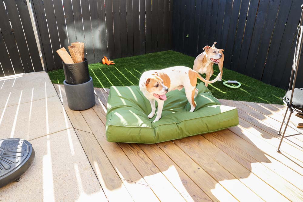 Two dogs, one on a green dog bed, in the corner of an outdoor patio covered with green artificial turf 