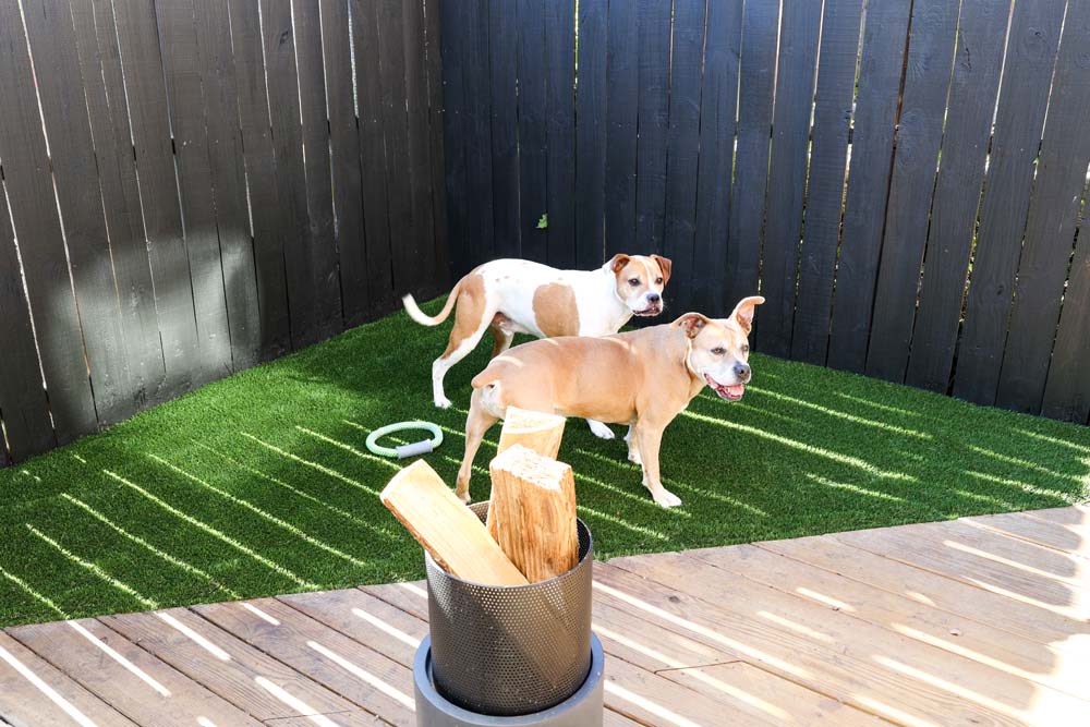Two dogs standing on triangle of turf in the the corner of a dark fenced patio. 