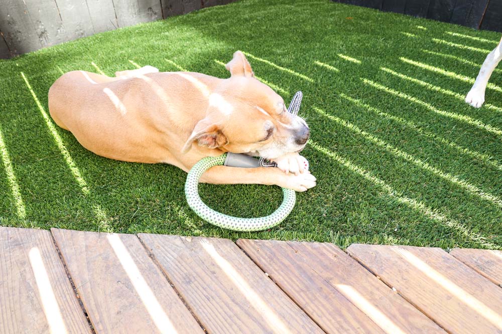 Tan dog laying on articifual turf chewing a green rope toy