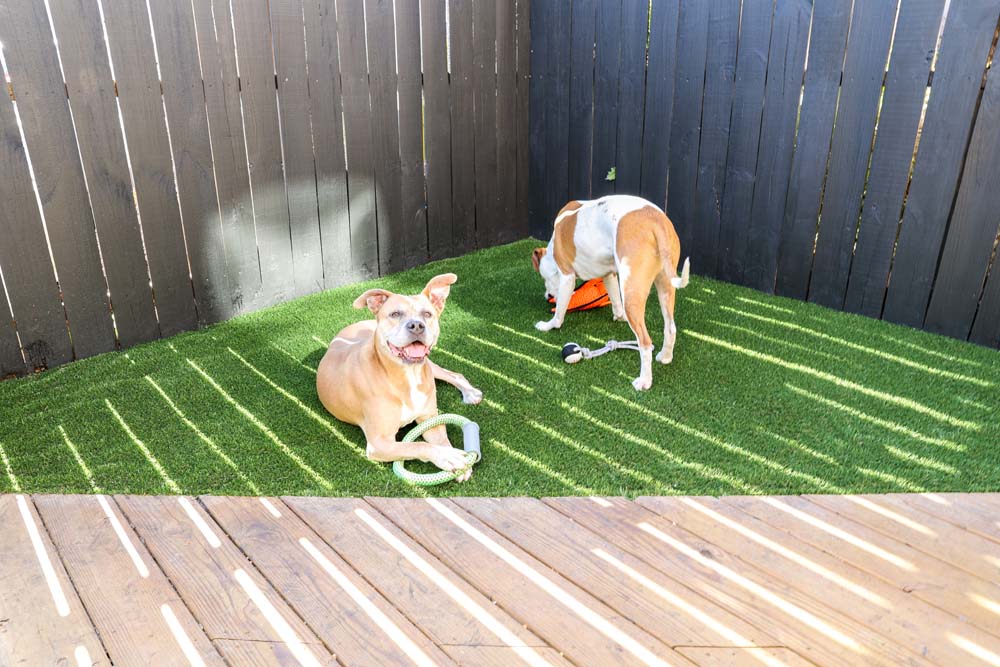 Corner of outdoor patio covered with green artificial turf with two tan dogs playing with dog chew toys 