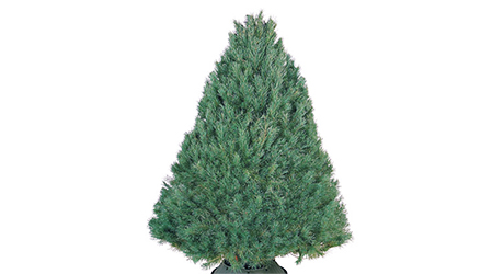Scotch - Live Christmas Trees Scotch - Live Christmas Trees