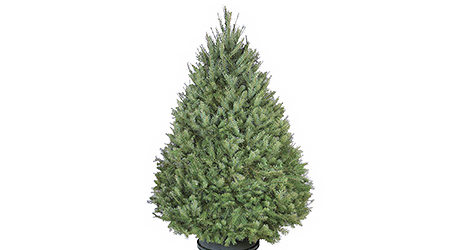 Douglas - Live Christmas Trees Douglas - Live Christmas Trees