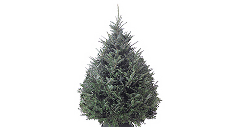 Fraser - Live Christmas Trees Fraser - Live Christmas Trees