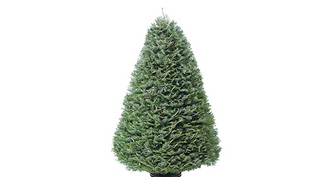 Grand - Live Christmas Trees Grand - Live Christmas Trees