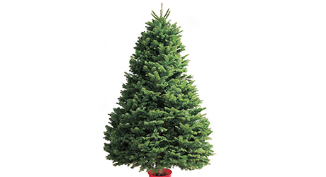 Noble - Live Christmas Trees Noble - Live Christmas Trees