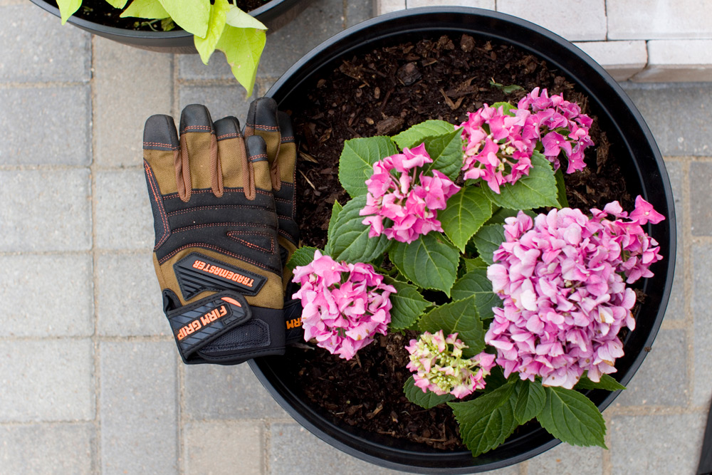 Overhead shot of a potted flower, and gloves on the side of the planter.
