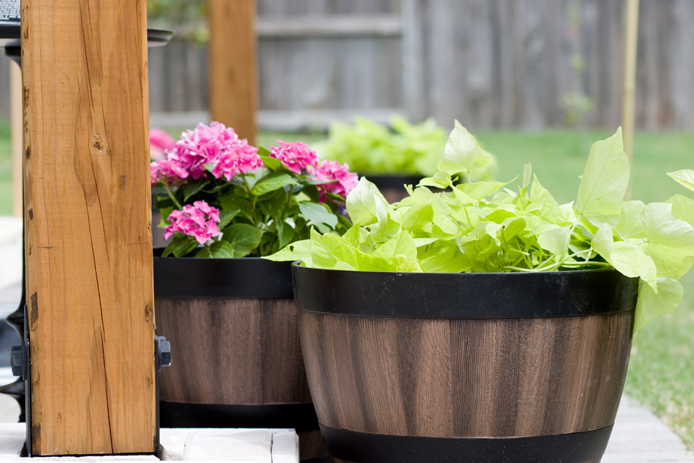Two Wine Barrels used as planters. 