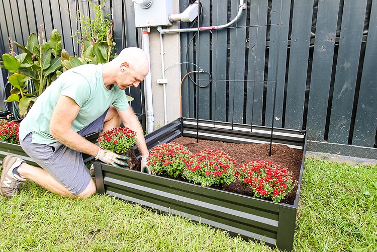 A man planting red mum flowers in a garden bed. 