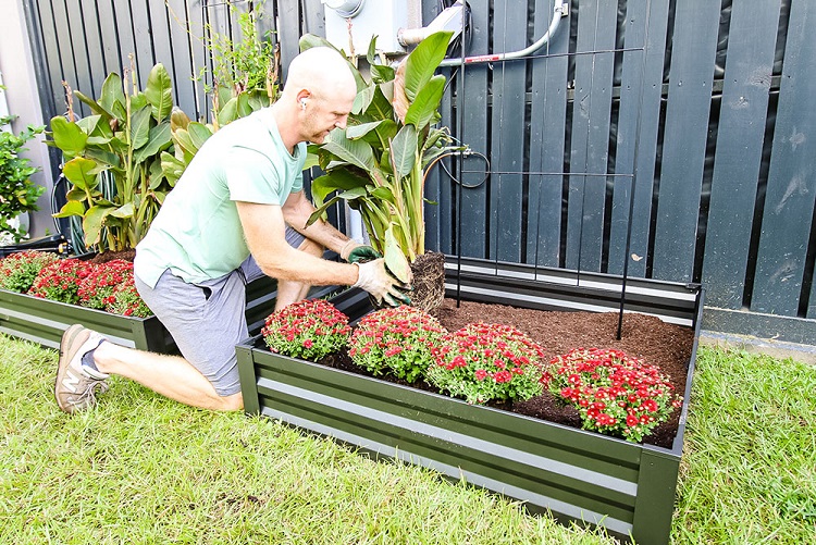 A man planting a couple calla lilies in a row in a garden bed.