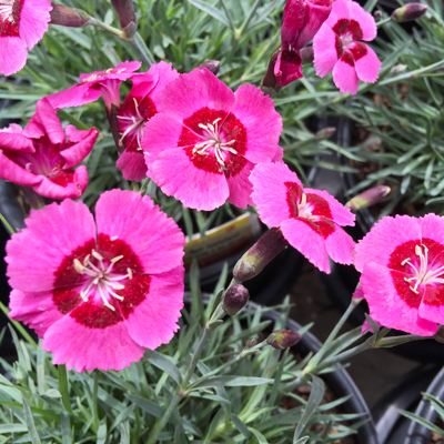 Spring Comes Early with Colorful Annuals