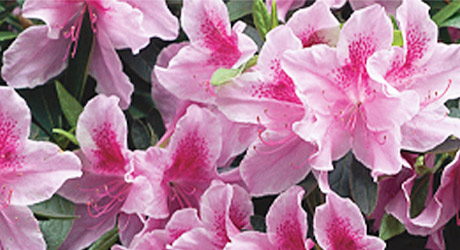 Types Of Spring Flowers The Home Depot