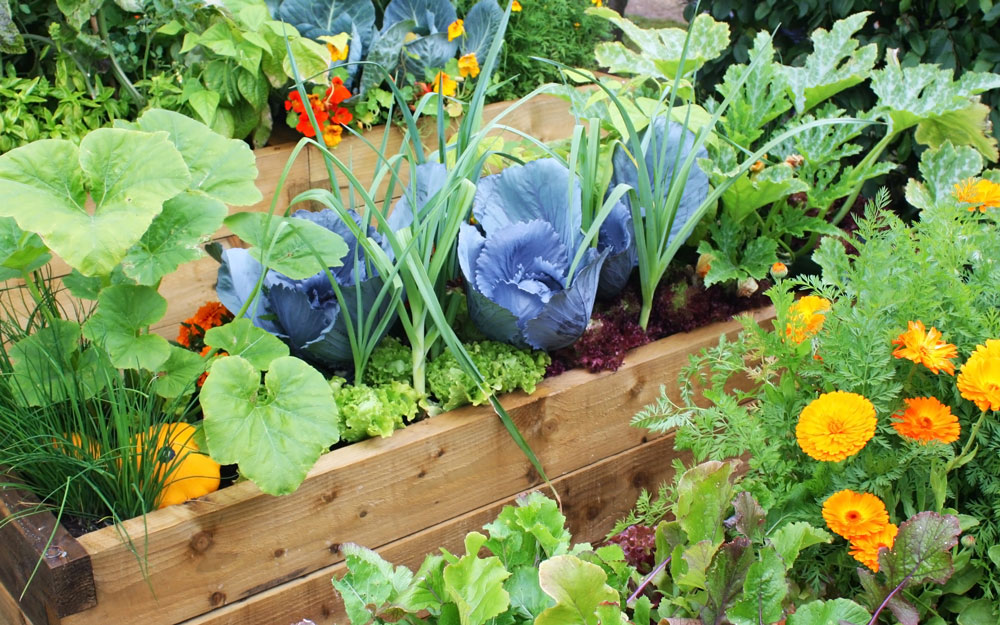 Vegetables growing in a summer garden.