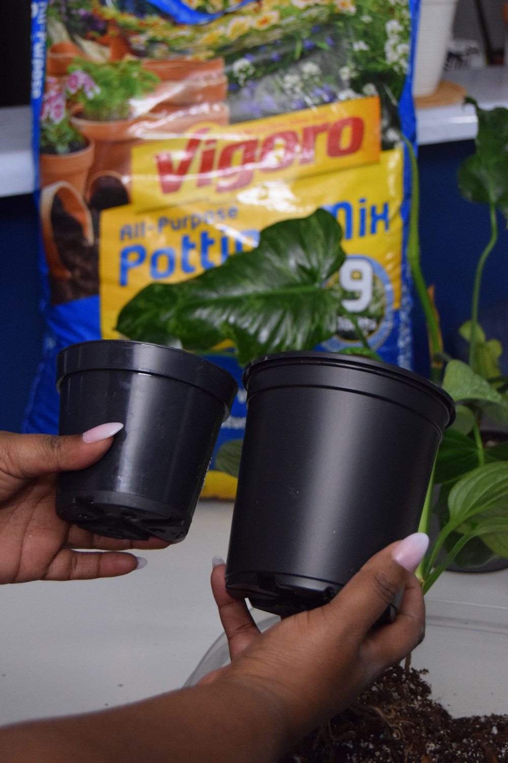 A woman’s hands holding two small potted plants.