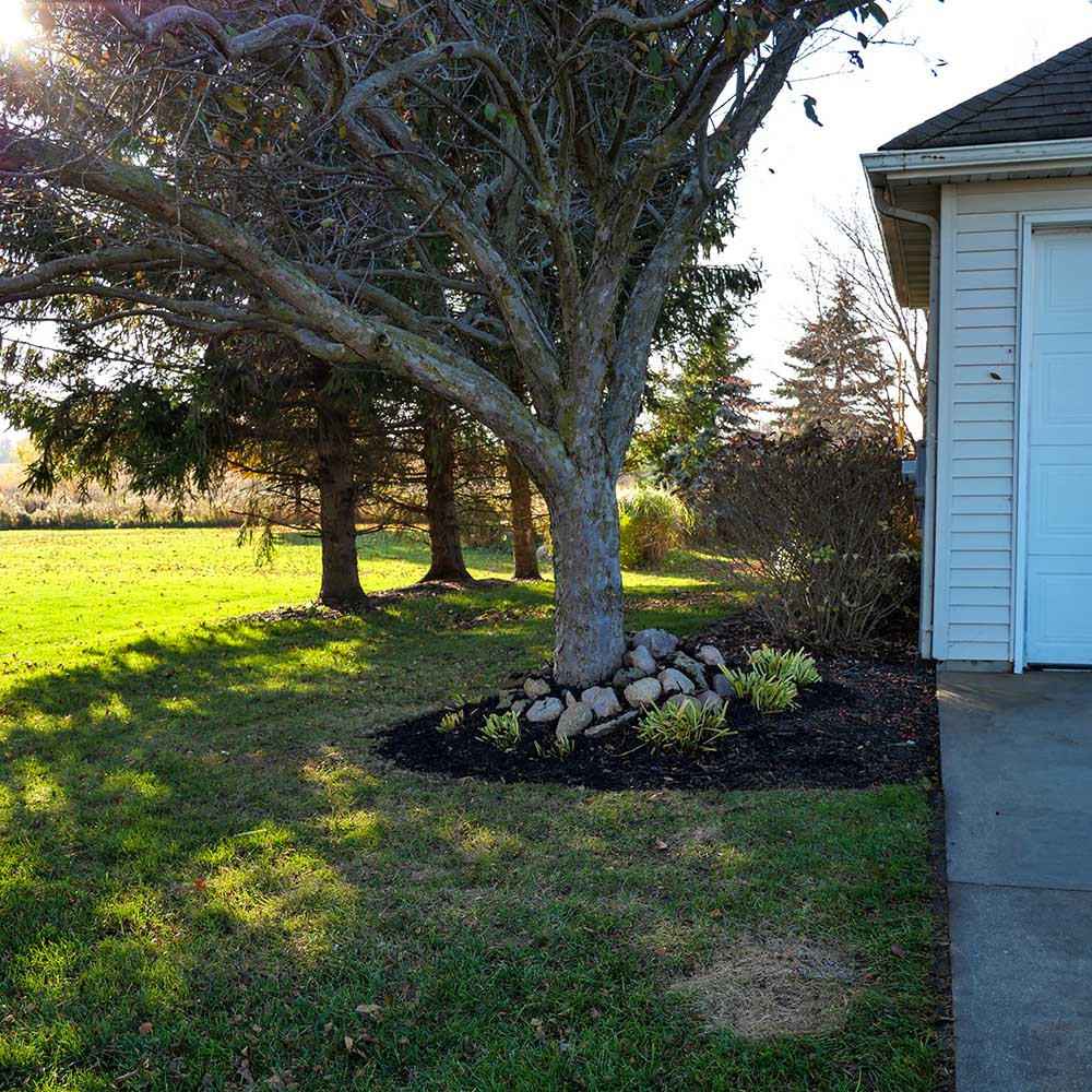 A shot of a tree and garden bed with the completed mulch.