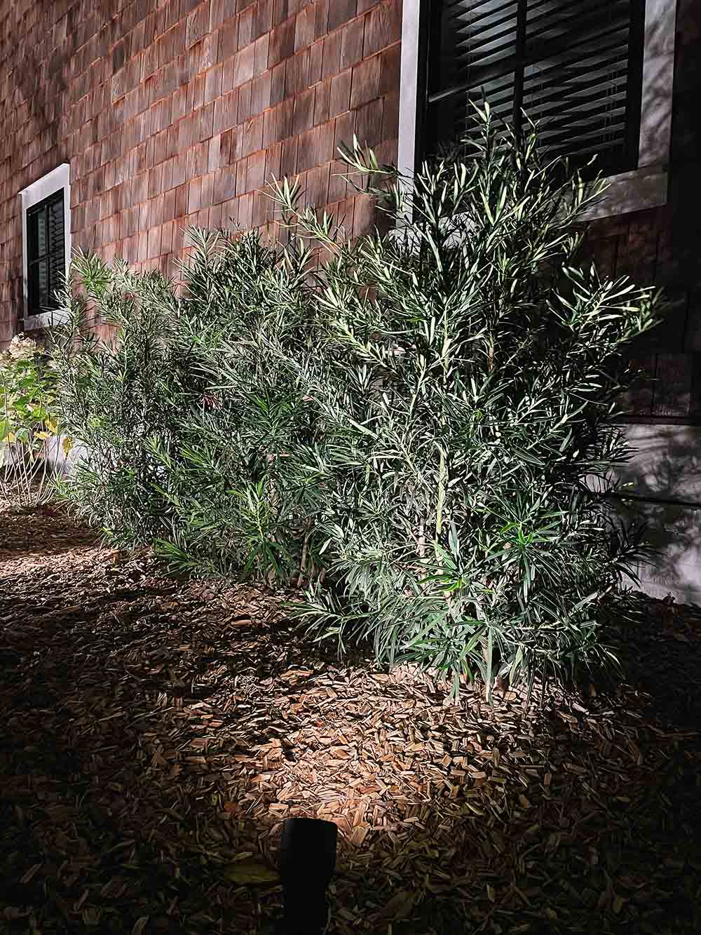 A closeup shot of bushes at night being lit by small outdoor lights.