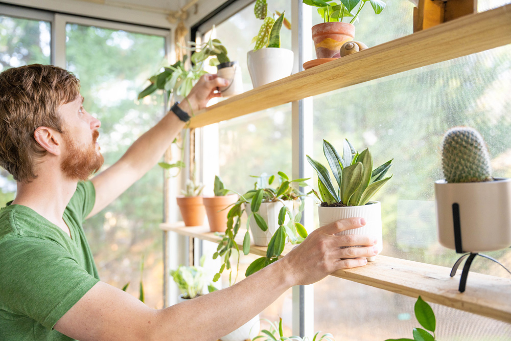 A person positioning plants on wooden shelves. A person positioning plants on wooden shelves.
