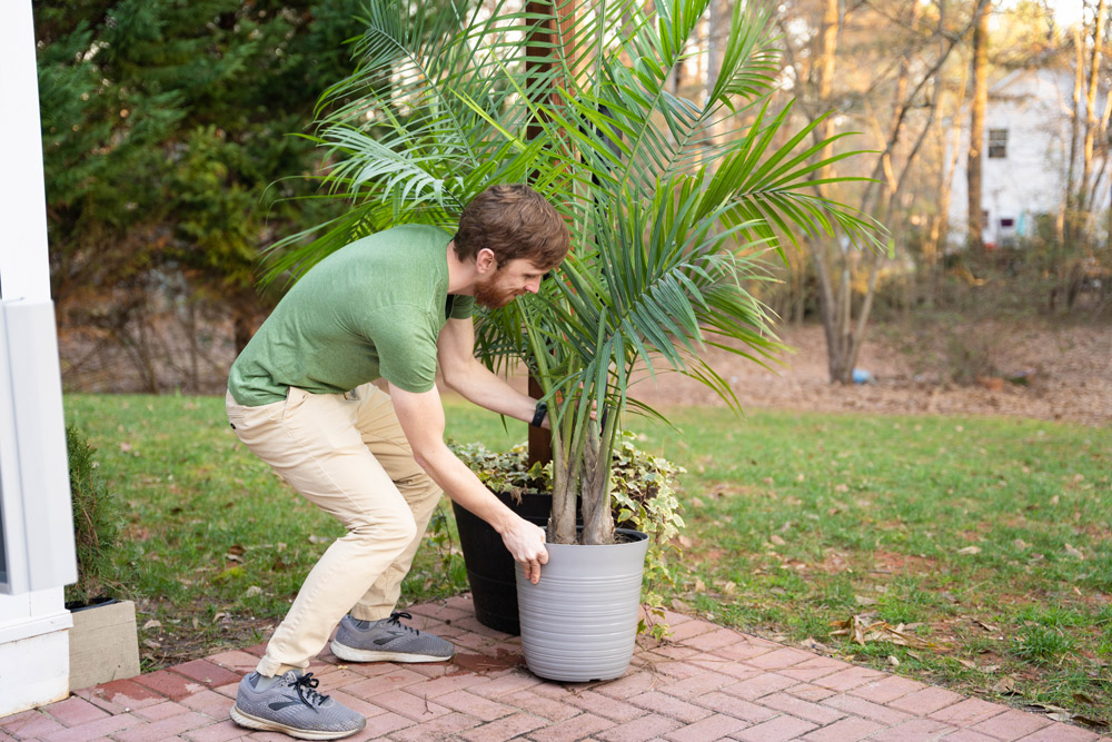 A person positioning a large plant on a brick patio. A person positioning a large plant on a brick patio.