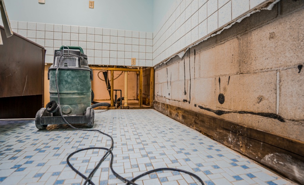 Mold Removal