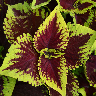 Who Needs Flowers? Grow Coleus for Fine Foliage