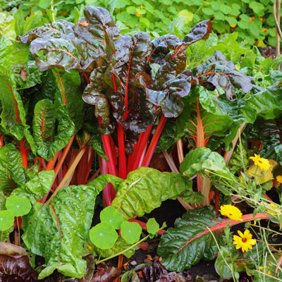 Plant These Vegetables in Your Fall Garden - The Home Depot