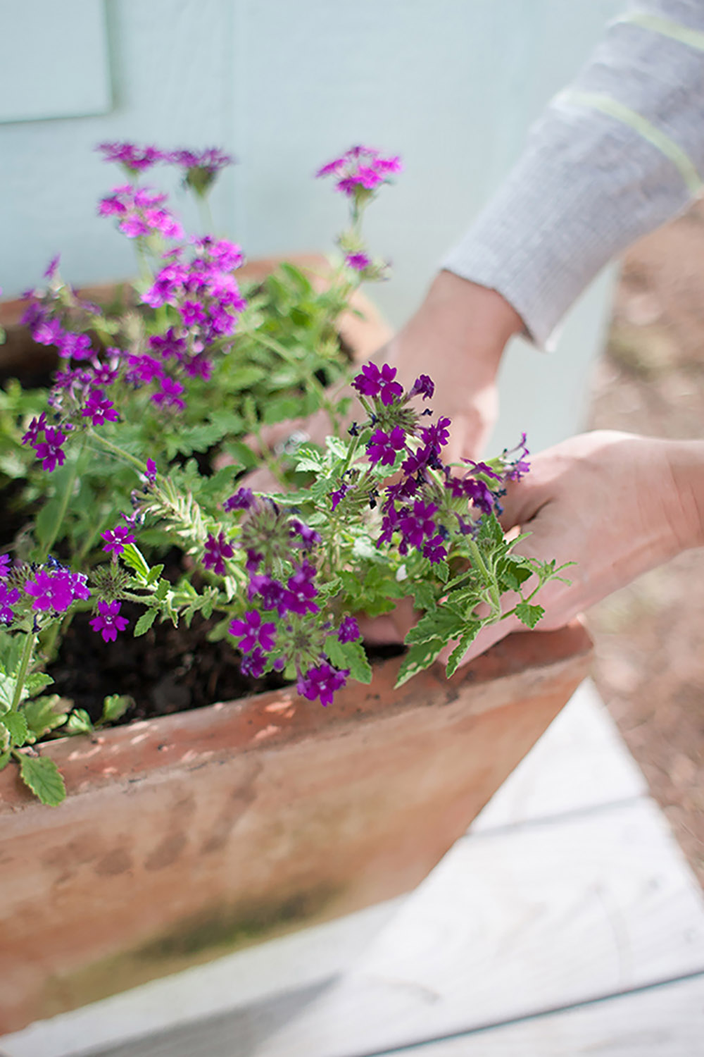 A person plants purple flowers in a planter.