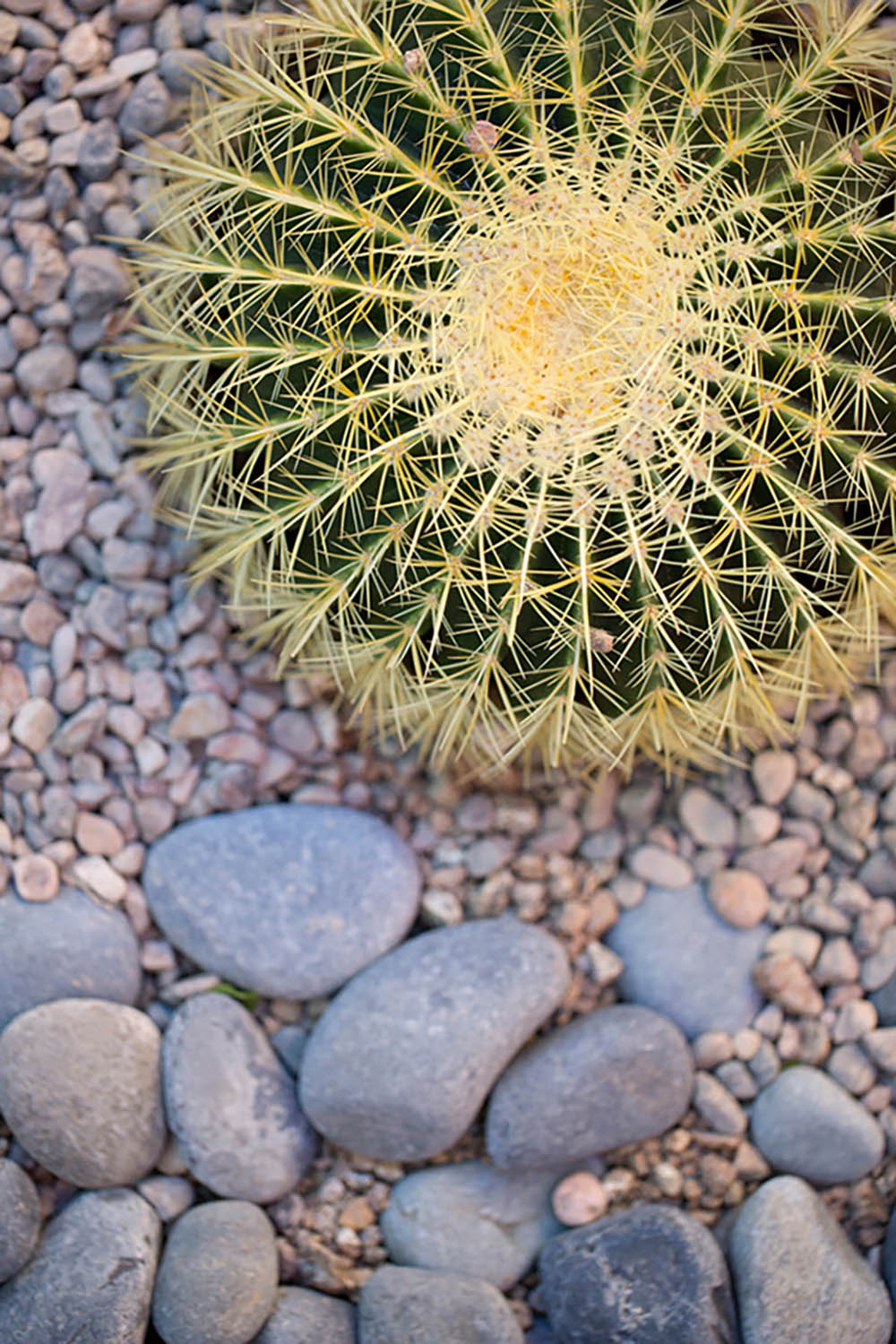 A cactus sitting on pea gravel and Mexican beach pebbles.