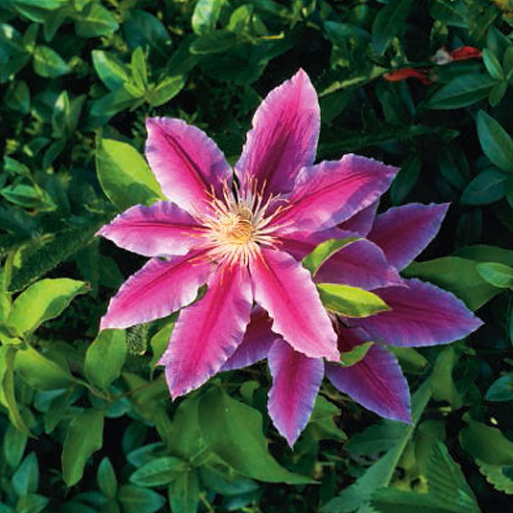 All About Colorful, Climbing Clematis