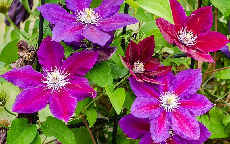 Growing Clematis