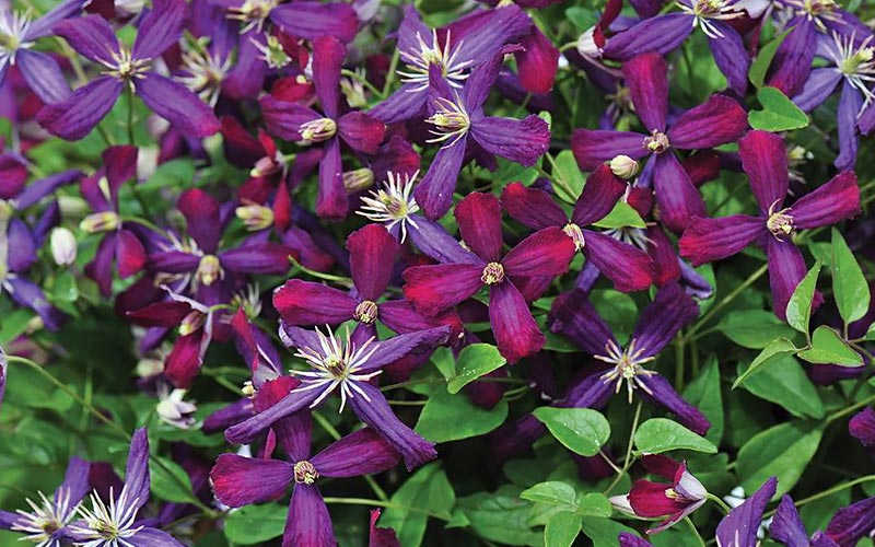 how to plant climbing clematis