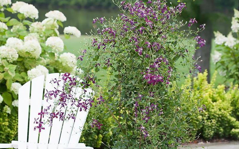 how to plant climbing clematis