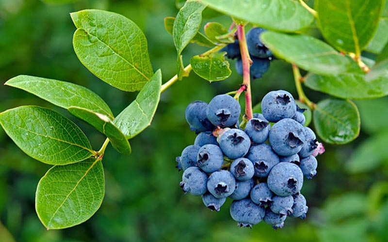 Bluster of ripe blueberries 