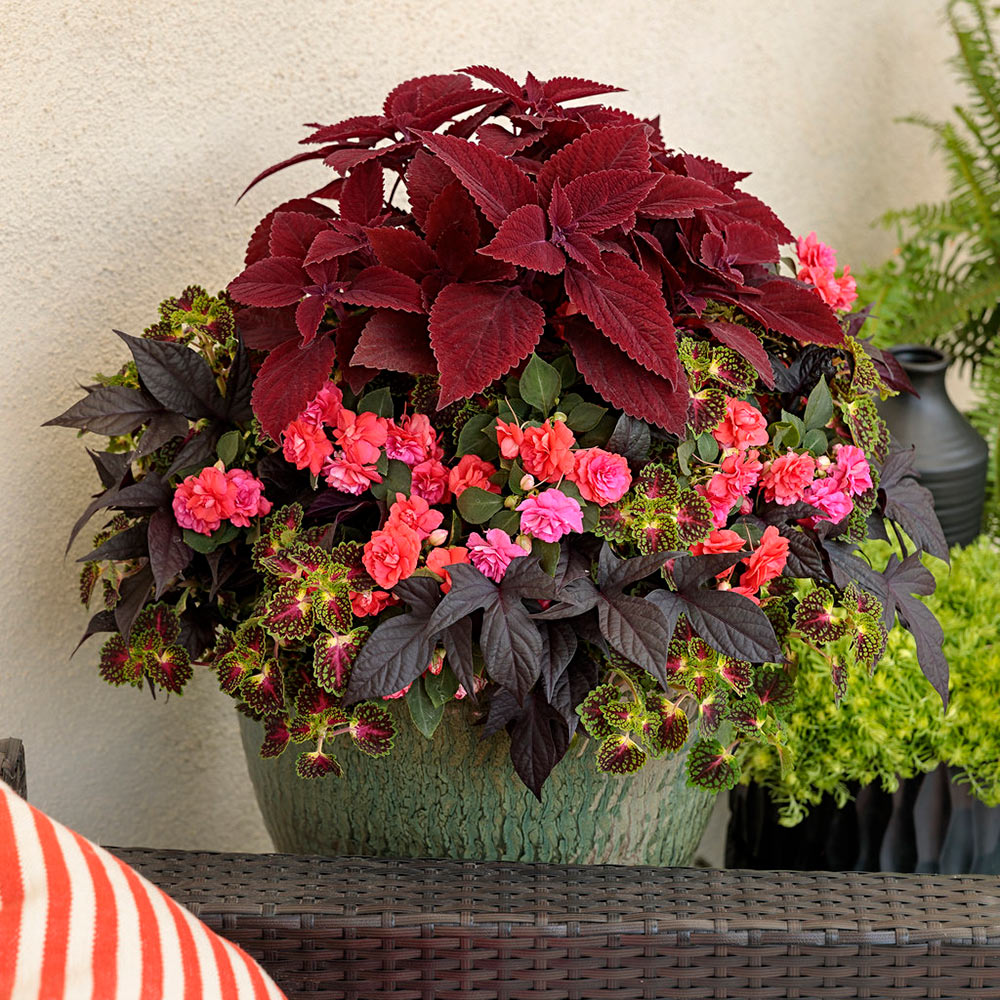 An assortment of annuals grows in a container.