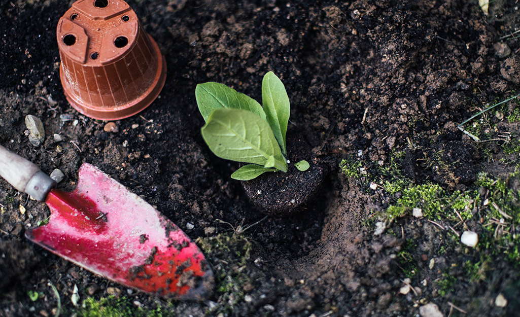 A trowel rests next to a newly planted seedling.