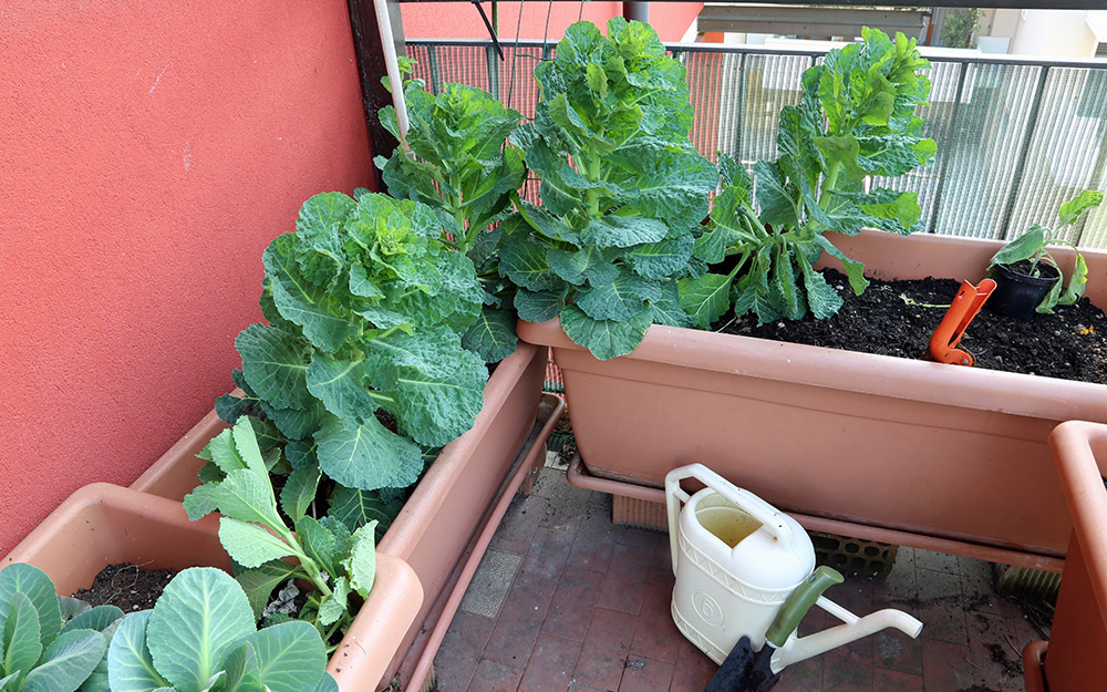 Container Gardening 101: Organic Gardening for Apartments