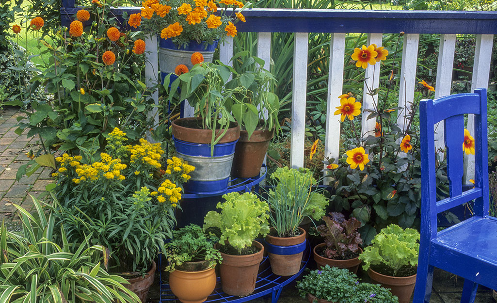 Container Gardening 101: Organic Gardening for Apartments