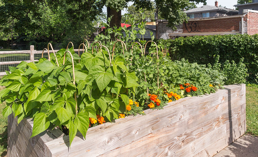 A raised garden bed filled with vegetables and flowers.