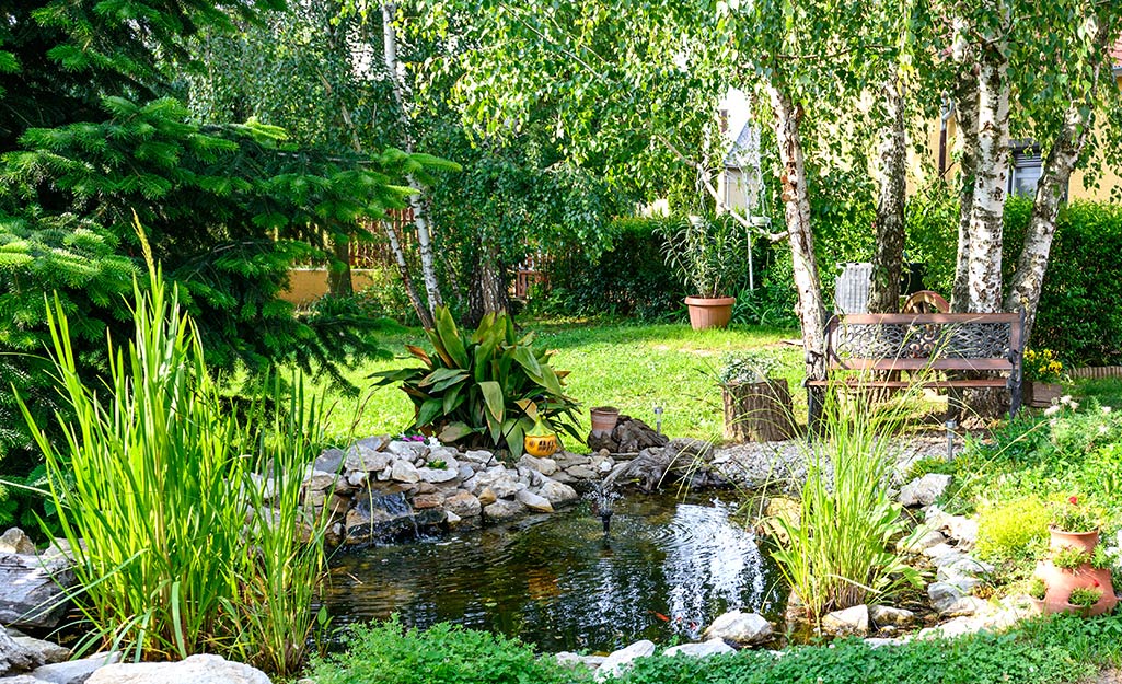 A backyard pond