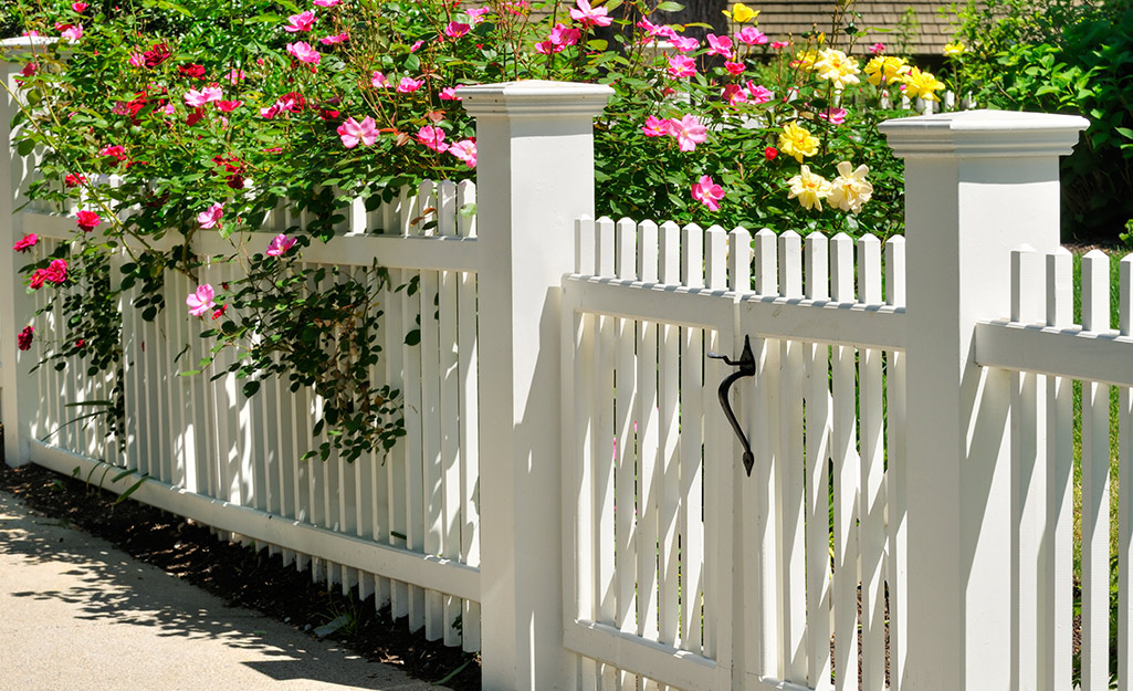 A white fence with blooming roses