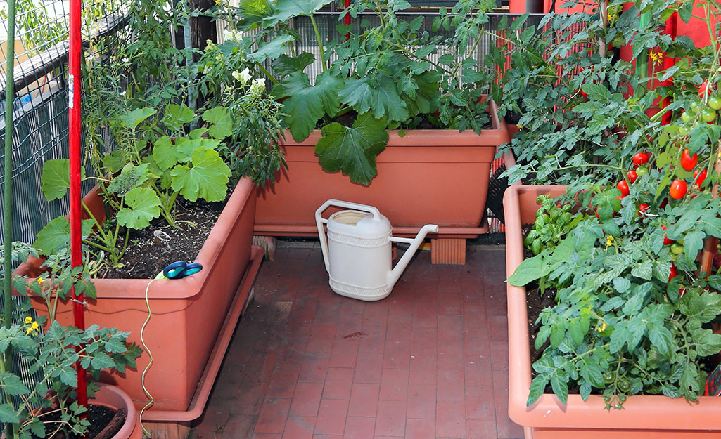 A patio vegetable garden growing in terra cotta planters.