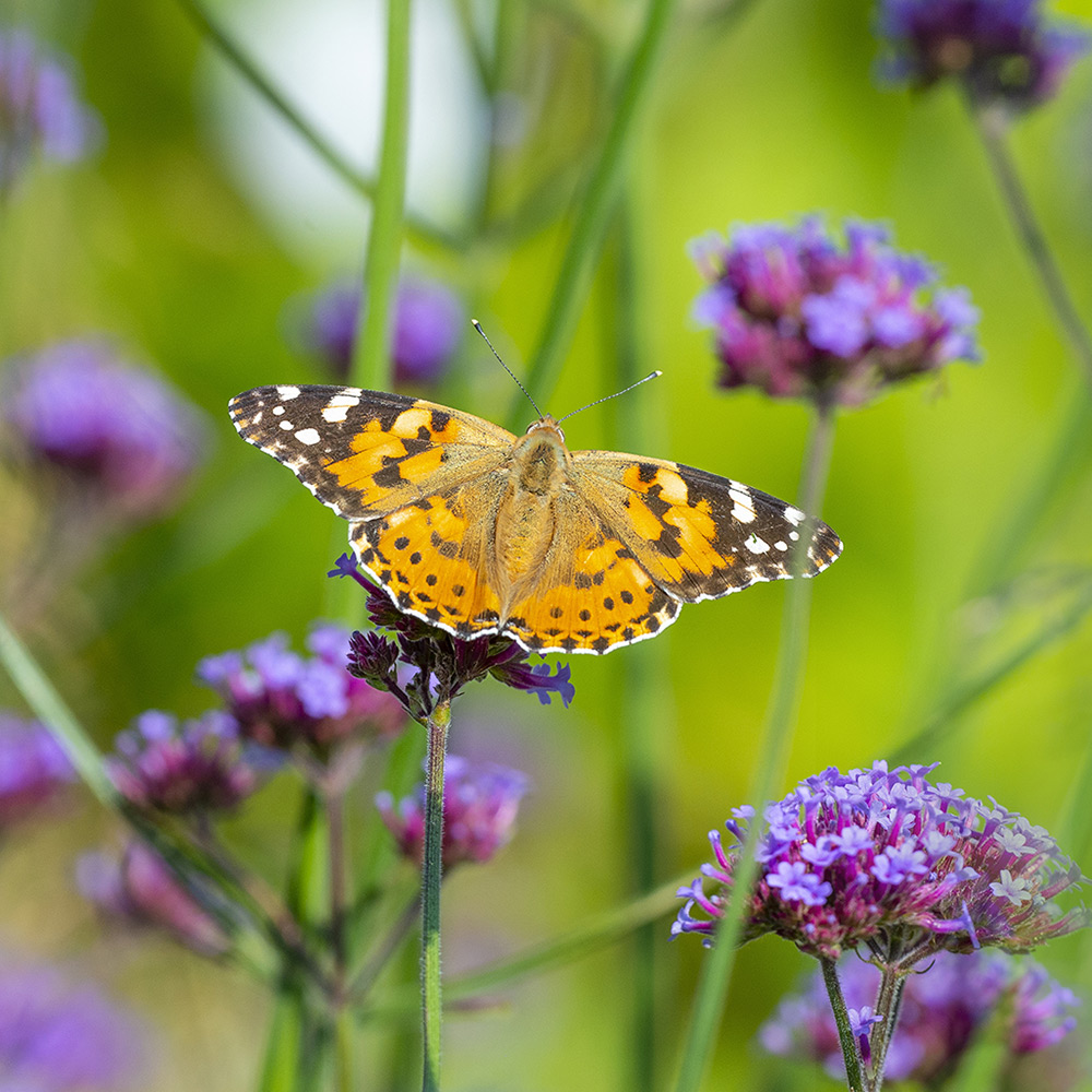 Butterfly on butterfly weed in summer garden.