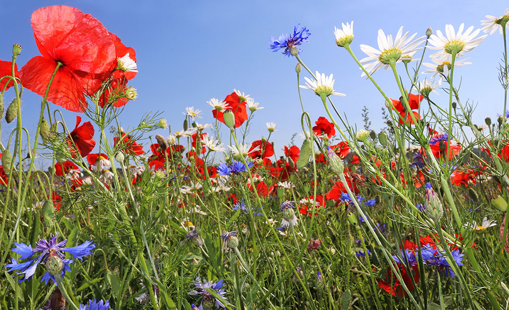 Red, white and purple blooms in a summer meadow against a blue sky.