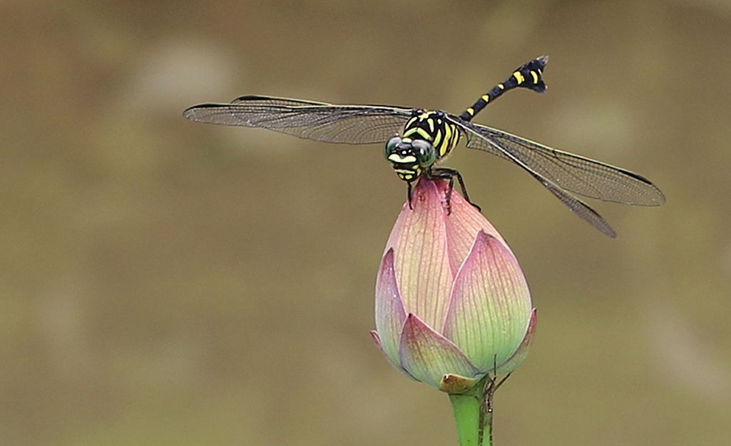 A dragonfly perched on a flower bud.