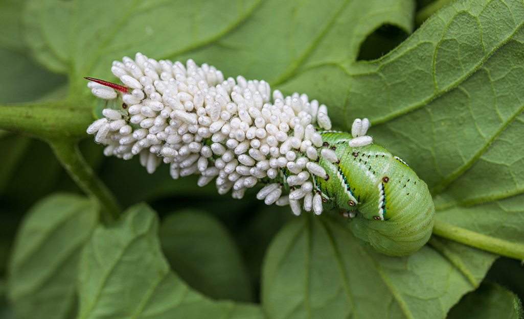Parasitic wasp eggs on a tobacco hornworm.