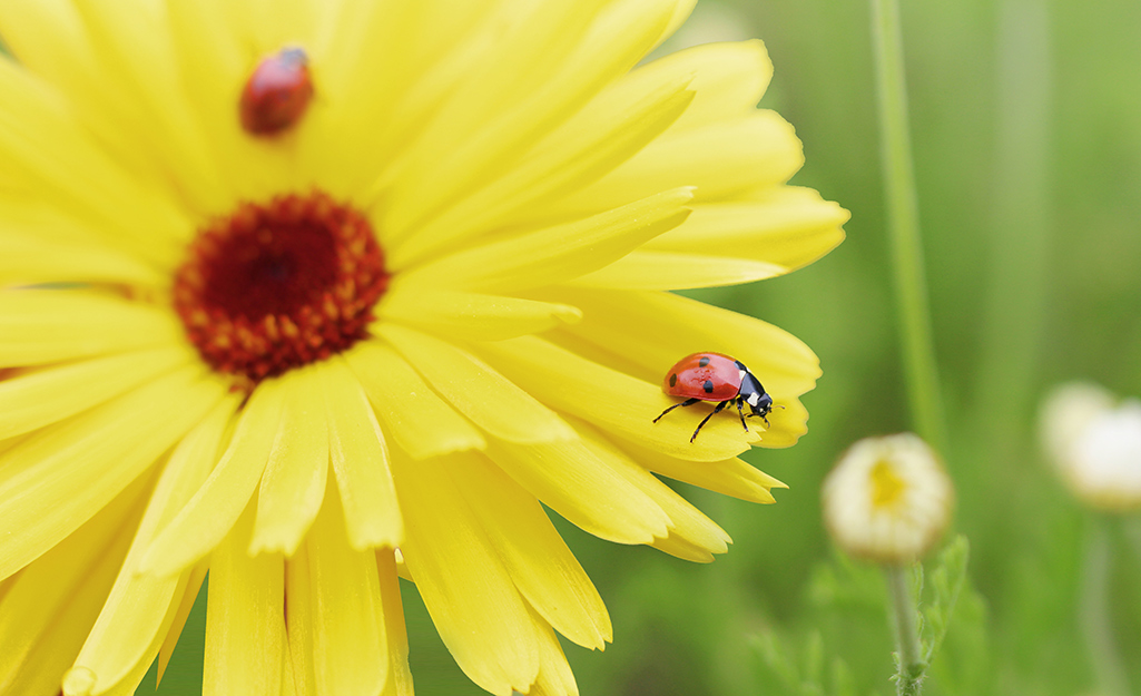 Lady beetle on a yellow flower bloom.