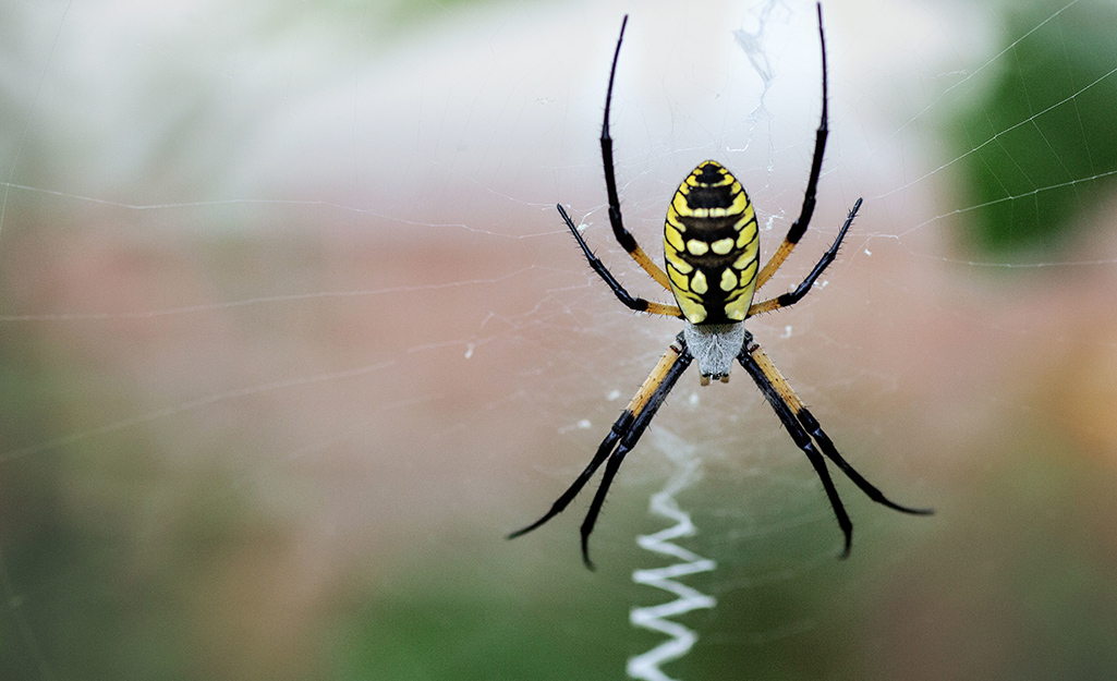 A garden spider in her web.