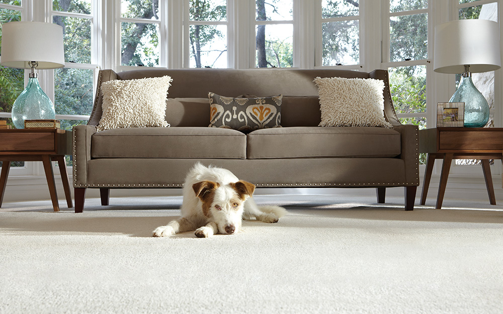 A dog sits on the carpet in a living room. 